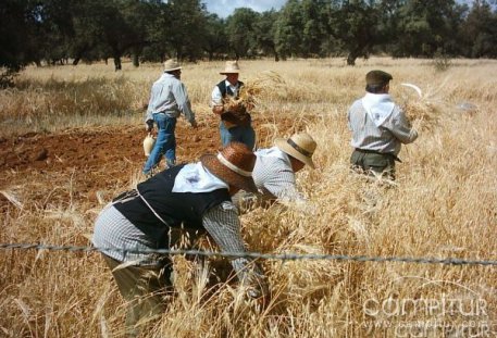 VI Fiesta de la Siega en los Ojuelos Altos 