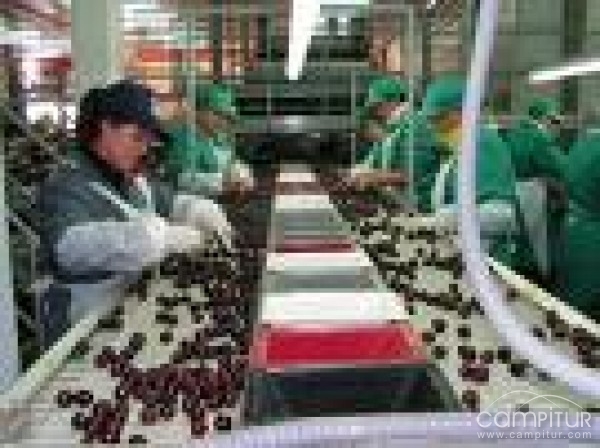 Las cooperativas extremeñas en los primeros puestos en cuanto a innovación 