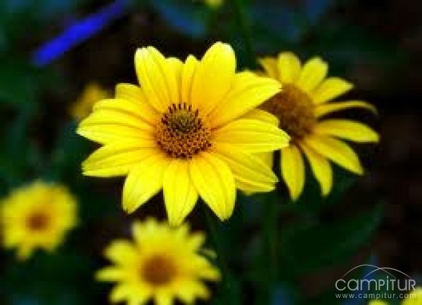 “Taller de iniciación a la Fotografía Florar” en Constantina