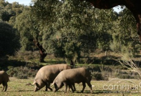 Ganaderos de la Campiña Sur y Sierra Norte supuestamente estafados 