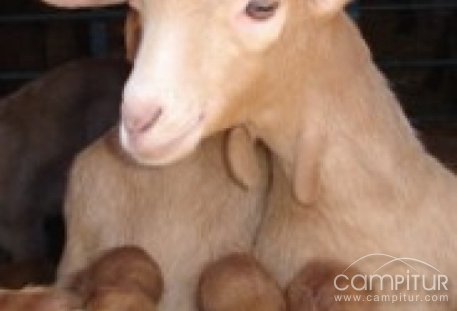 Curso de Bienestar Animal en el Transporte en Fuente Obejuna 