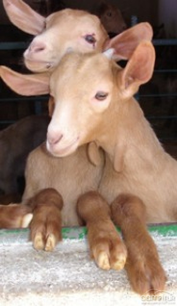 Curso de Bienestar Animal en el Transporte en Fuente Obejuna 