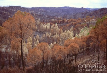 Condenado un vecino de Constantina por un incendio en su finca 