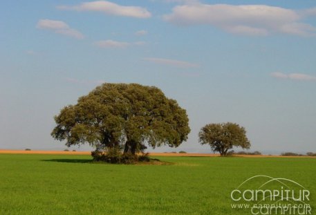 San Isidro en Granja de Torrehermosa 