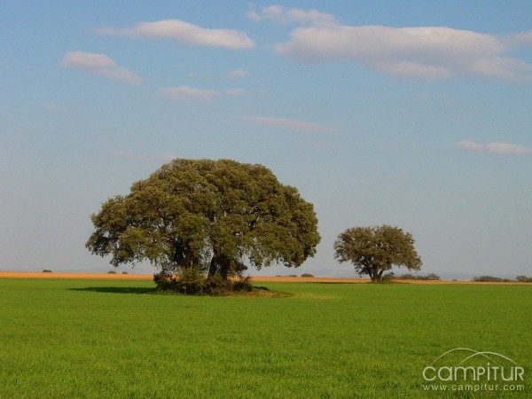 San Isidro en Granja de Torrehermosa 