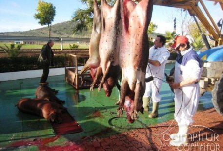 VI Matanza Típica Extremeña en Peraleda del Zaucejo 