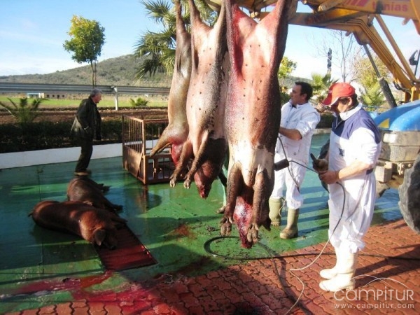 VI Matanza Típica Extremeña en Peraleda del Zaucejo 