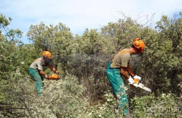 Próxima contratación de trabajadores forestales en San Nicolás del Puerto 