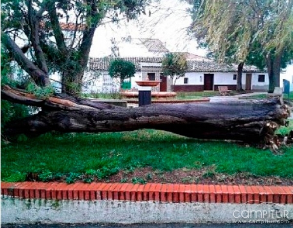 El temporal ocasiona numerosos daños en Villanueva del Rey 