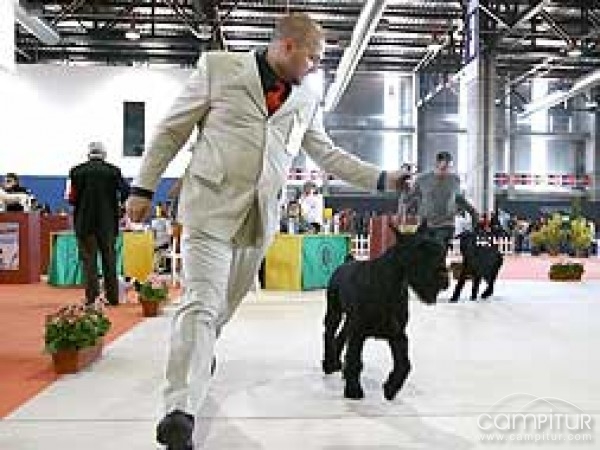 Exposición nacional canina