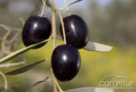 Celebrado el Foro de Agricultura, Ganadería y Medio Ambiente en Granja de Torrehermosa  