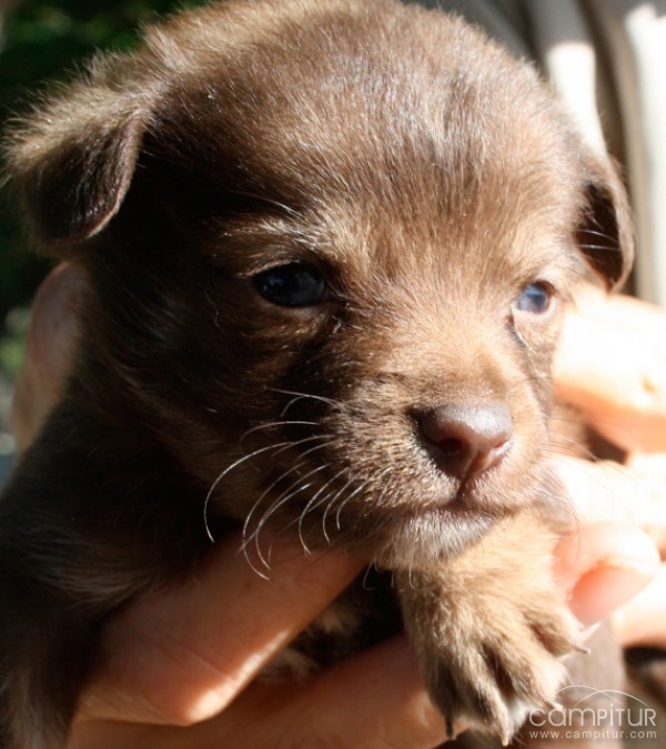 La Asociación Protectora de Animales de Llerena necesita de tu ayuda 