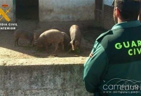 Detenidas 4 personas por robar 13 cerdos en dos explotaciones de Llerena 