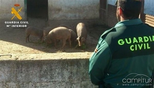 Detenidas 4 personas por robar 13 cerdos en dos explotaciones de Llerena 