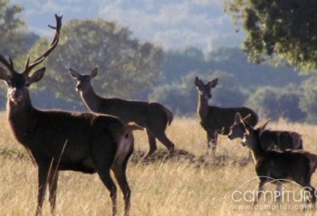 Unos 500  cazadores participan en la Gran Montería de Azuaga 