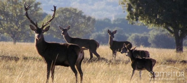 Unos 500  cazadores participan en la Gran Montería de Azuaga 