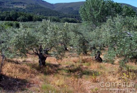 Según Vázquez son imprescindibles las investigaciones en el sector olivarero extremeño 