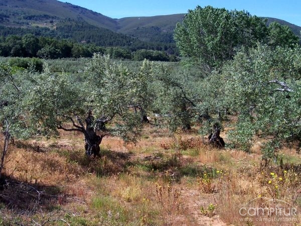 Según Vázquez son imprescindibles las investigaciones en el sector olivarero extremeño 