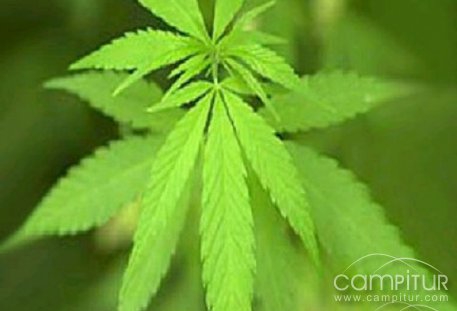 Desmantelado un punto de cultivo y distribución de marihuana en Usagre 