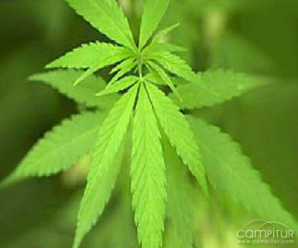 Desmantelado un punto de cultivo y distribución de marihuana en Usagre 