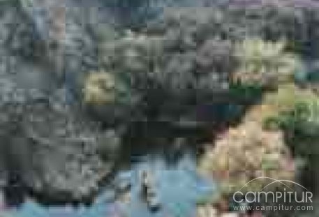 Obras de Mejora del Estado Ecológico de los Ríos de la Cuenca del Guadalquivir 