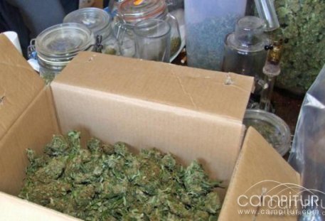 Detenidos tres vecinos de Azuaga por cultivo de marihuana 