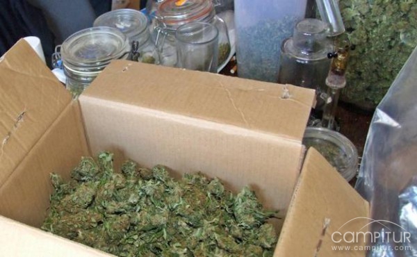 Detenidos tres vecinos de Azuaga por cultivo de marihuana 