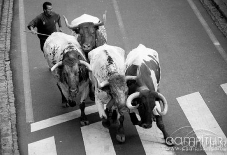 Los cabestros de San Fermín hallan refugio en Extremadura