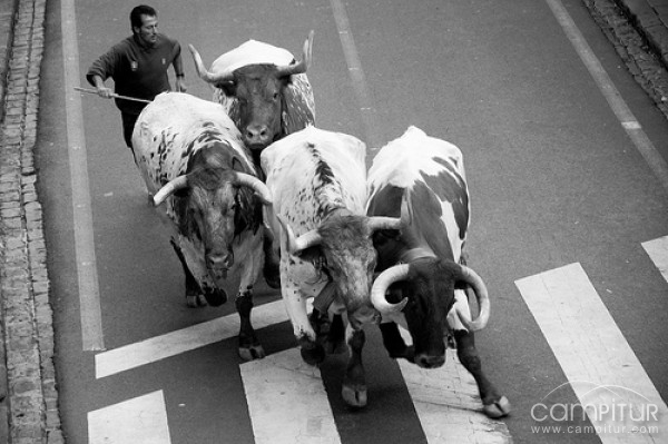 Los cabestros de San Fermín hallan refugio en Extremadura