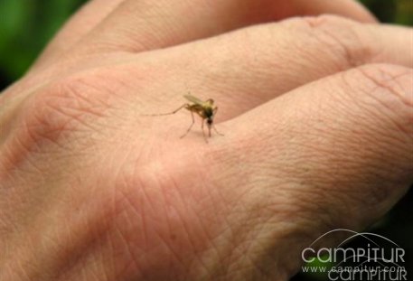 El mosquito, el animal más letal de la faz de la Tierra 