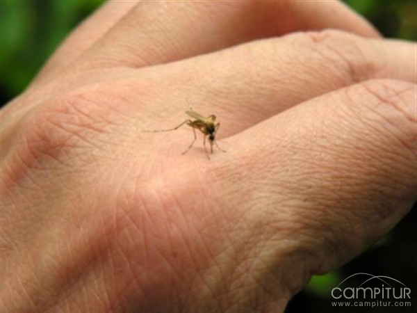 El mosquito, el animal más letal de la faz de la Tierra 