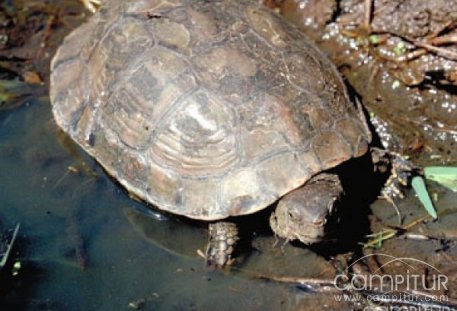 Tres personas detenidas por robar galápagos en Higuera de Llerena 