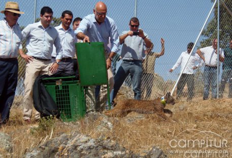 El primero de los 8 ejemplares de linces ibéricos que se introducirán en la región, liberado en Maguilla  