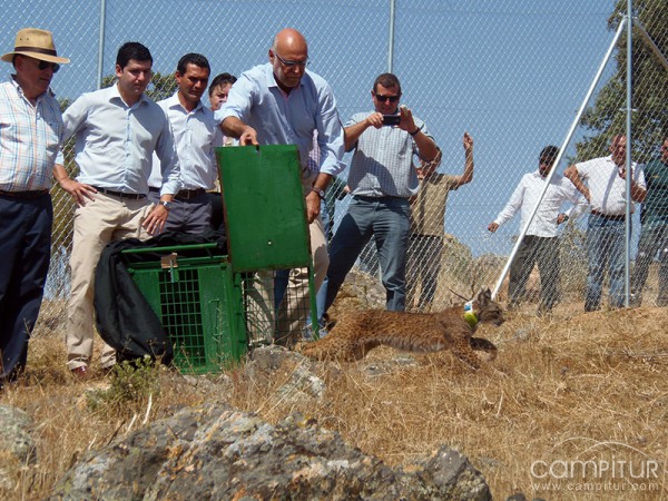 El primero de los 8 ejemplares de linces ibéricos que se introducirán en la región, liberado en Maguilla  