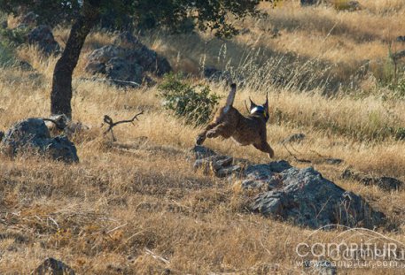 Valencia de las Torres alberga el último lince ibérico puesto en libertad en Extremadura 