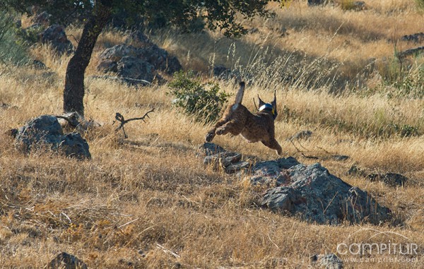 Valencia de las Torres alberga el último lince ibérico puesto en libertad en Extremadura 