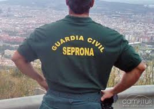 Detenida una mujer por matar a su perro en Peñarroya-Pueblonuevo