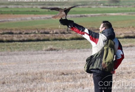 Campeonato de Cetrería de Extremadura en Llerena 