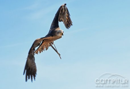 Celebrado el VI Campeonato de Cetrería de Extremadura 