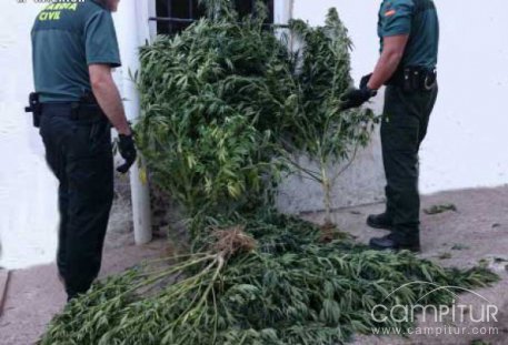 Desmantelada una plantación de marihuana y abortado un “trapicheo” de drogas en Belmez 