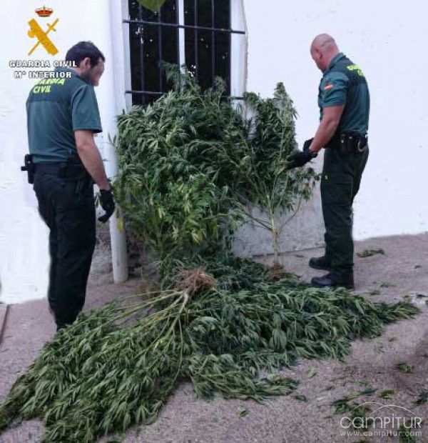 Desmantelada una plantación de marihuana y abortado un “trapicheo” de drogas en Belmez 