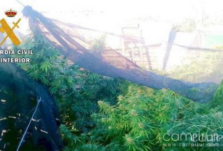 Desmantelado un punto de cultivo de marihuana en Higuera de Llerena 