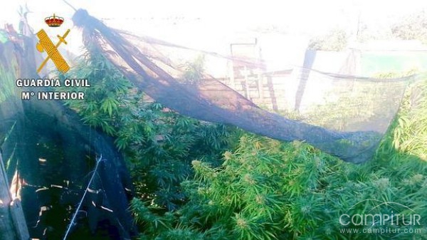 Desmantelado un punto de cultivo de marihuana en Higuera de Llerena 