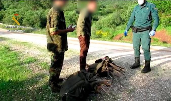 Investigados dos hombres por robar 21 cuernas de venado en El Pedroso