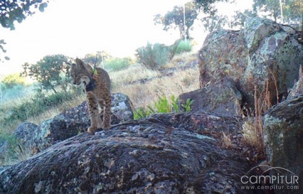 Encontrado otro lince muerto en el término municipal de Valencia de las Torres 