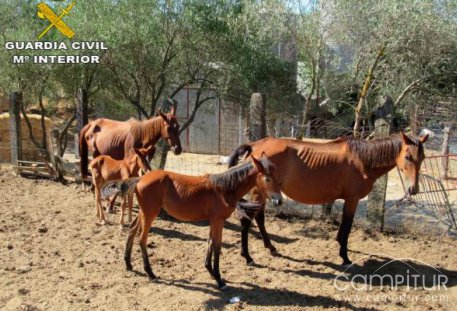 Localizados 28 caballos en mal estado en El Pedroso 