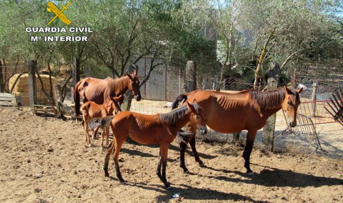 Localizados 28 caballos en mal estado en El Pedroso 