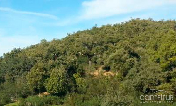 La finca municipal Navalvillar de Constantina acogió una nueva montería 