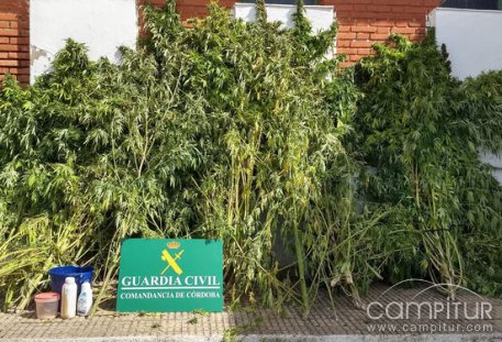 Desmantelación de una plantación de marihuana en Espiel 