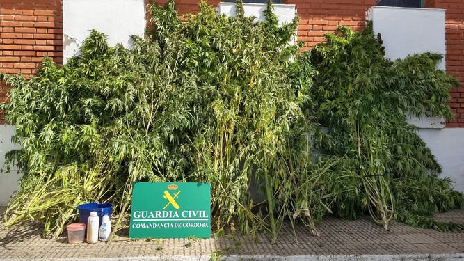 Desmantelación de una plantación de marihuana en Espiel 